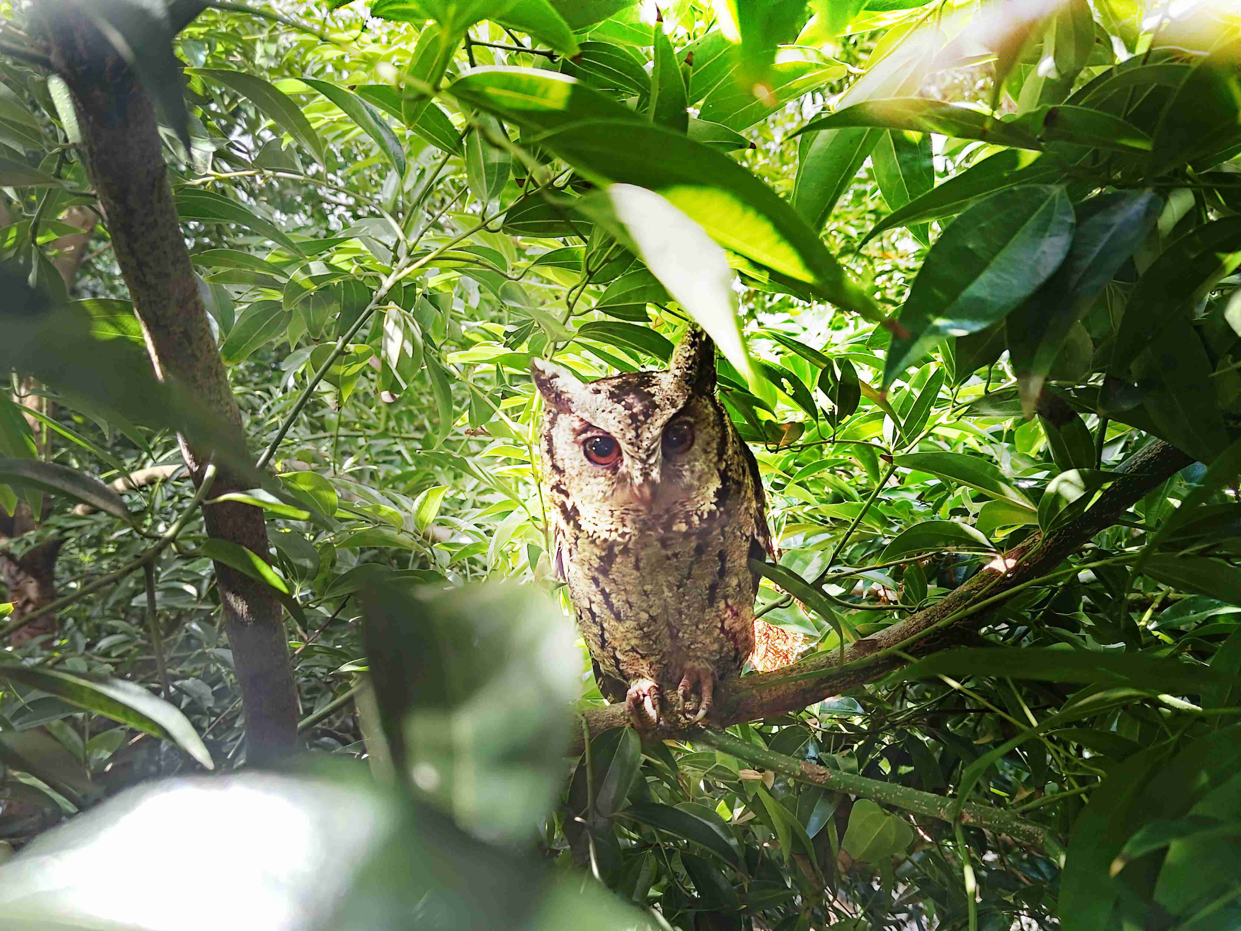 888.BY集团电子游戏致力提倡净零绿生活，，16年以来在全球各厂区植树逾百万棵，，造就各厂区树木蔚然成林，，，，犹如森林工厂，，成为许多生物的栖息地